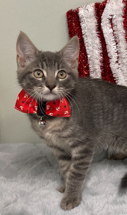 Cat for adoption - Malcom, a Domestic Short Hair in Picayune, MS ...