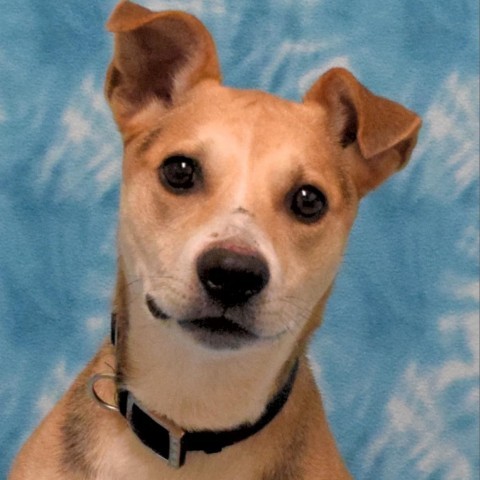 Cooper, an adoptable Beagle in Eureka, CA, 95503 | Photo Image 1