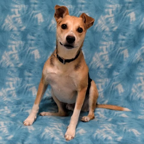 Cooper, an adoptable Beagle in Eureka, CA, 95503 | Photo Image 2