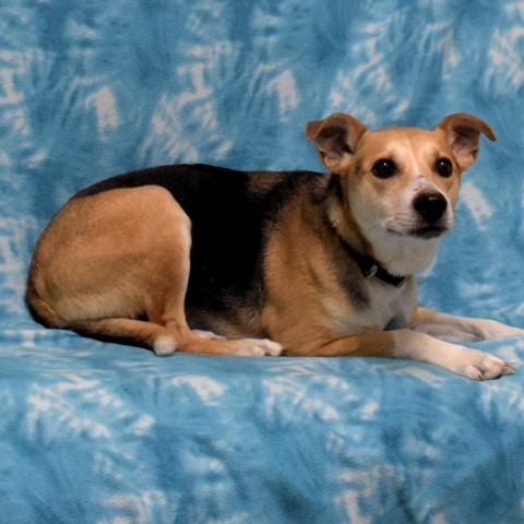 Cooper, an adoptable Beagle in Eureka, CA, 95503 | Photo Image 3