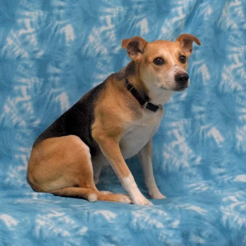 Cooper, an adoptable Beagle in Eureka, CA, 95503 | Photo Image 4