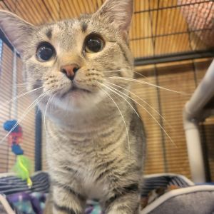 Daisy, Adult Female Domestic Short Hair
