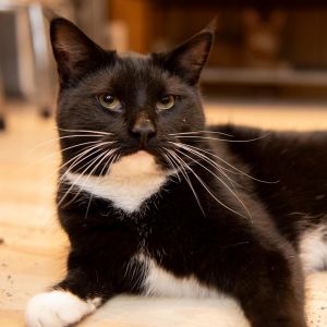 Blake Shelton, Adult Male Domestic Short Hair