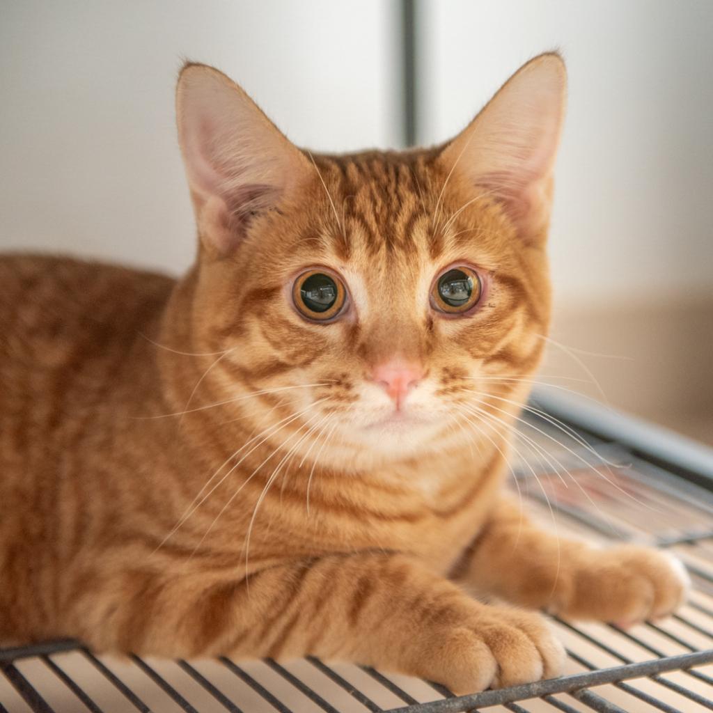 Alvin