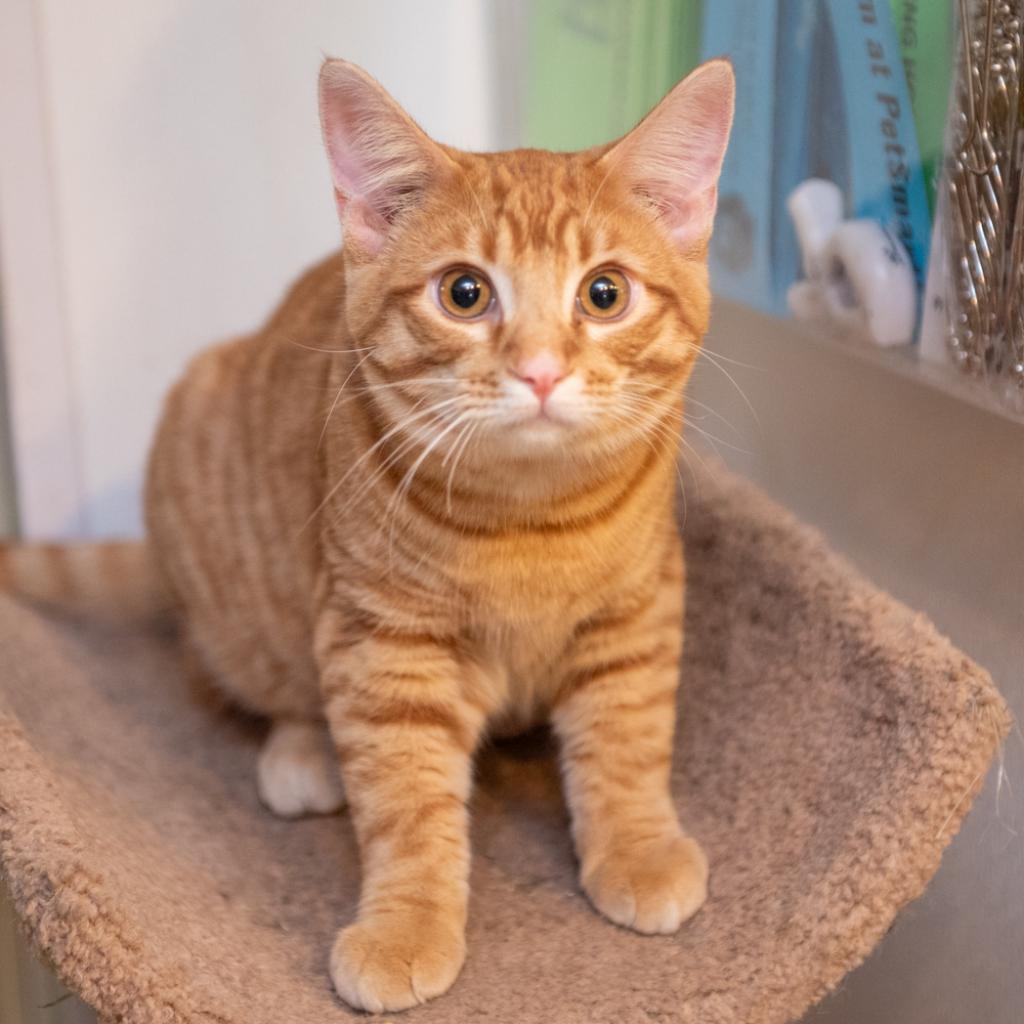 Alvin