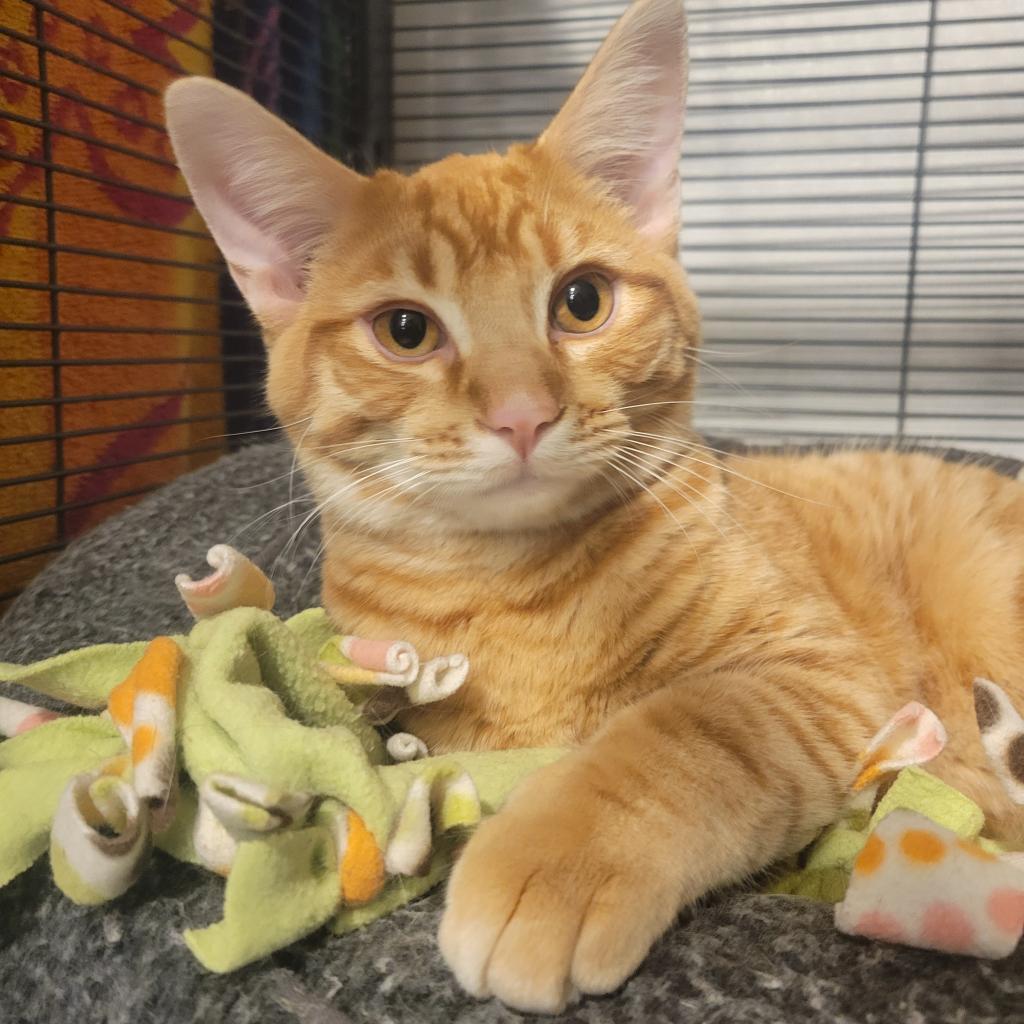 Alvin