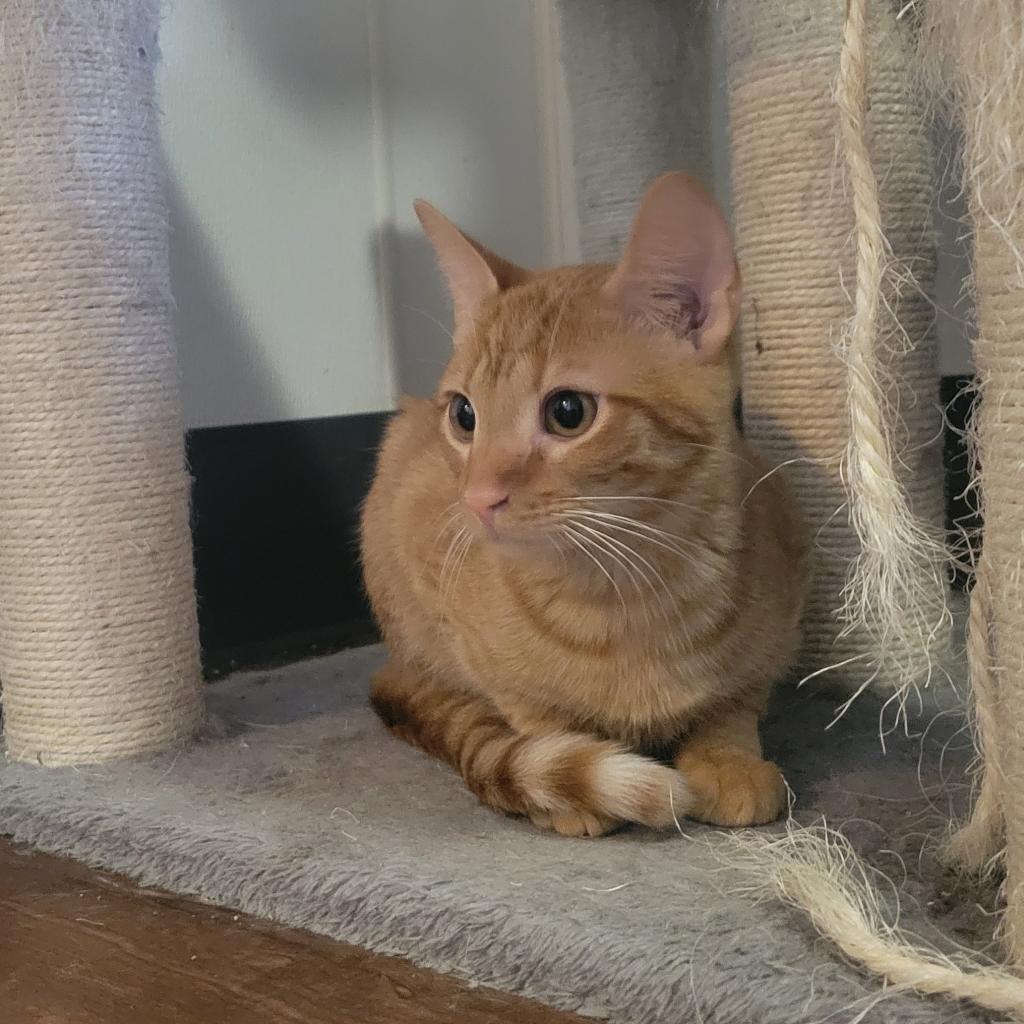Theodore