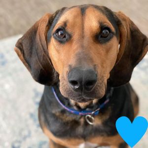 Butter Bean, Adult Male Mixed Breed