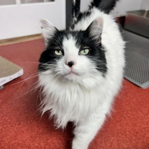 Oreo Domestic Long Hair Cat