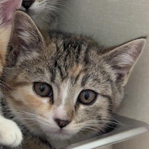 Zelda, an adoptable Domestic Short Hair in Show Low, AZ, 85901 | Photo Image 1