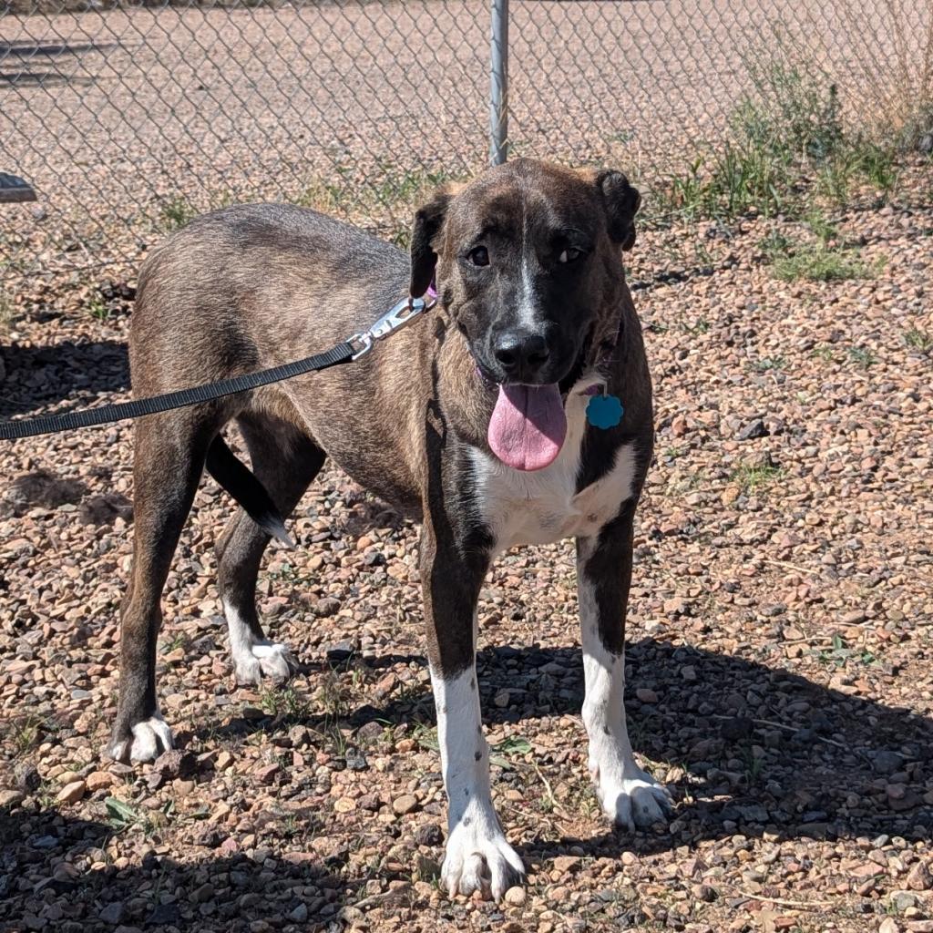 Mika, an adoptable Labrador Retriever, Shepherd in Show Low, AZ, 85901 | Photo Image 1