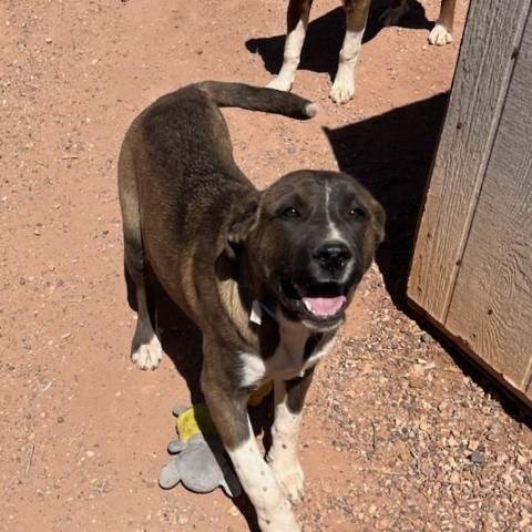 Mika, an adoptable Anatolian Shepherd, Mixed Breed in Show Low, AZ, 85901 | Photo Image 3