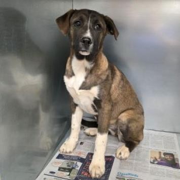 Mika, an adoptable Labrador Retriever, Shepherd in Show Low, AZ, 85901 | Photo Image 4