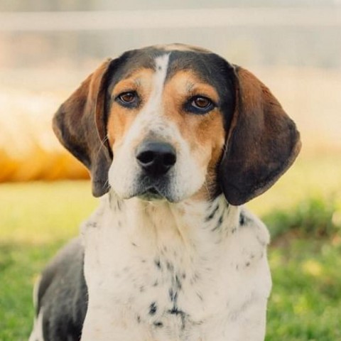 Copper, an adoptable Hound in Spokane, WA, 99217 | Photo Image 1