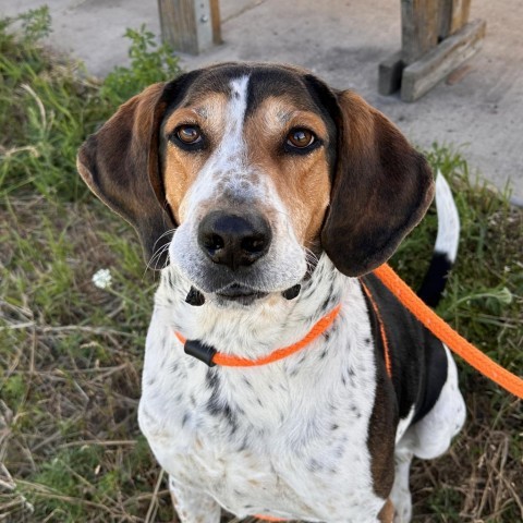 Copper, an adoptable Hound in Spokane, WA, 99217 | Photo Image 2