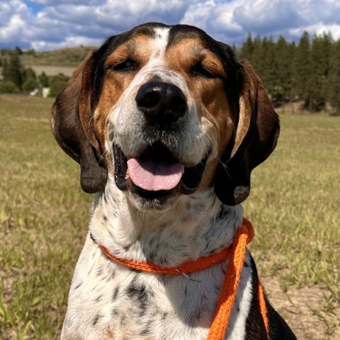 Copper, an adoptable Hound in Spokane, WA, 99217 | Photo Image 3