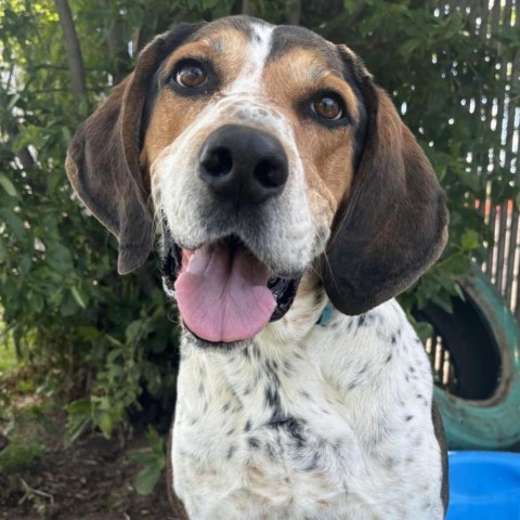 Copper, an adoptable Hound in Spokane, WA, 99217 | Photo Image 4