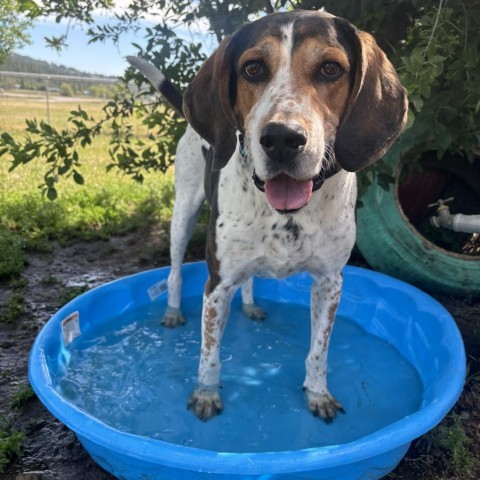 Copper, an adoptable Hound in Spokane, WA, 99217 | Photo Image 5