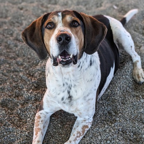 Copper, an adoptable Hound in Spokane, WA, 99217 | Photo Image 6