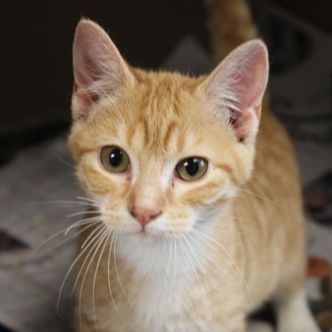 Titan, an adoptable Domestic Short Hair in Cleveland, MS, 38732 | Photo Image 1