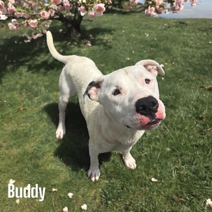 Buddy 1