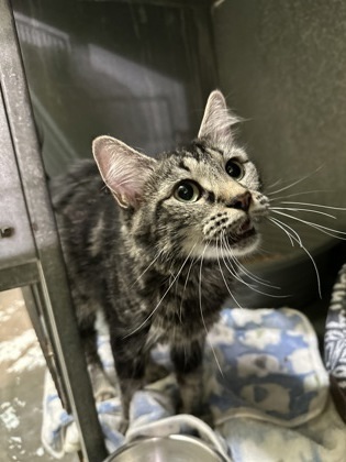 Cora, an adoptable Domestic Long Hair, Domestic Short Hair in Moses Lake, WA, 98837 | Photo Image 1