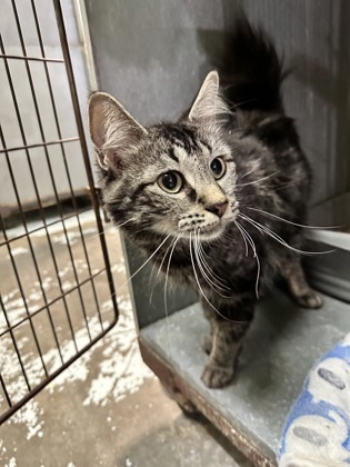 Cora, an adoptable Domestic Long Hair, Domestic Short Hair in Moses Lake, WA, 98837 | Photo Image 2