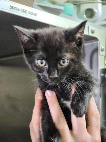 Soba, an adoptable Domestic Short Hair in Moses Lake, WA, 98837 | Photo Image 1