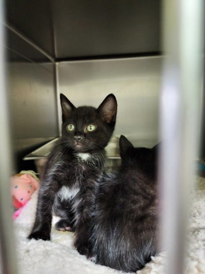 Soba, an adoptable Domestic Short Hair in Moses Lake, WA, 98837 | Photo Image 2