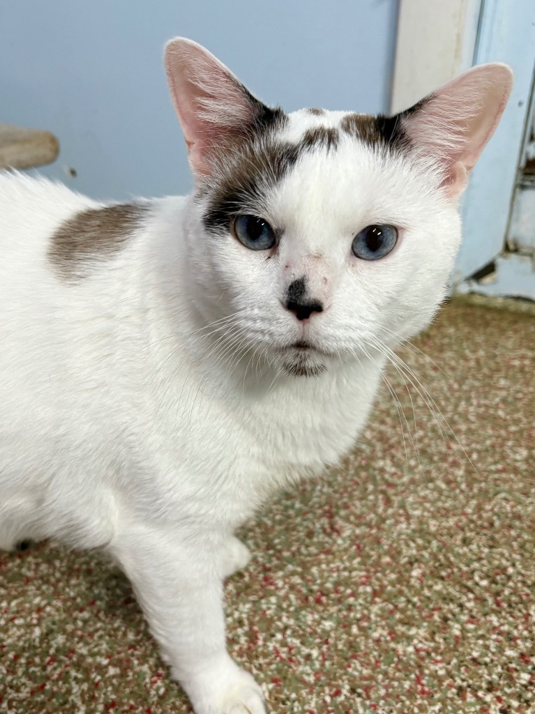 Mr Meowgi, an adoptable Siamese, Snowshoe in Fort Lauderdale, FL, 33304 | Photo Image 1