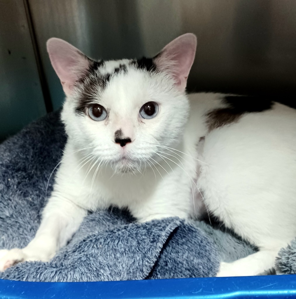 Mr Meowgi, an adoptable Siamese, Snowshoe in Fort Lauderdale, FL, 33304 | Photo Image 2