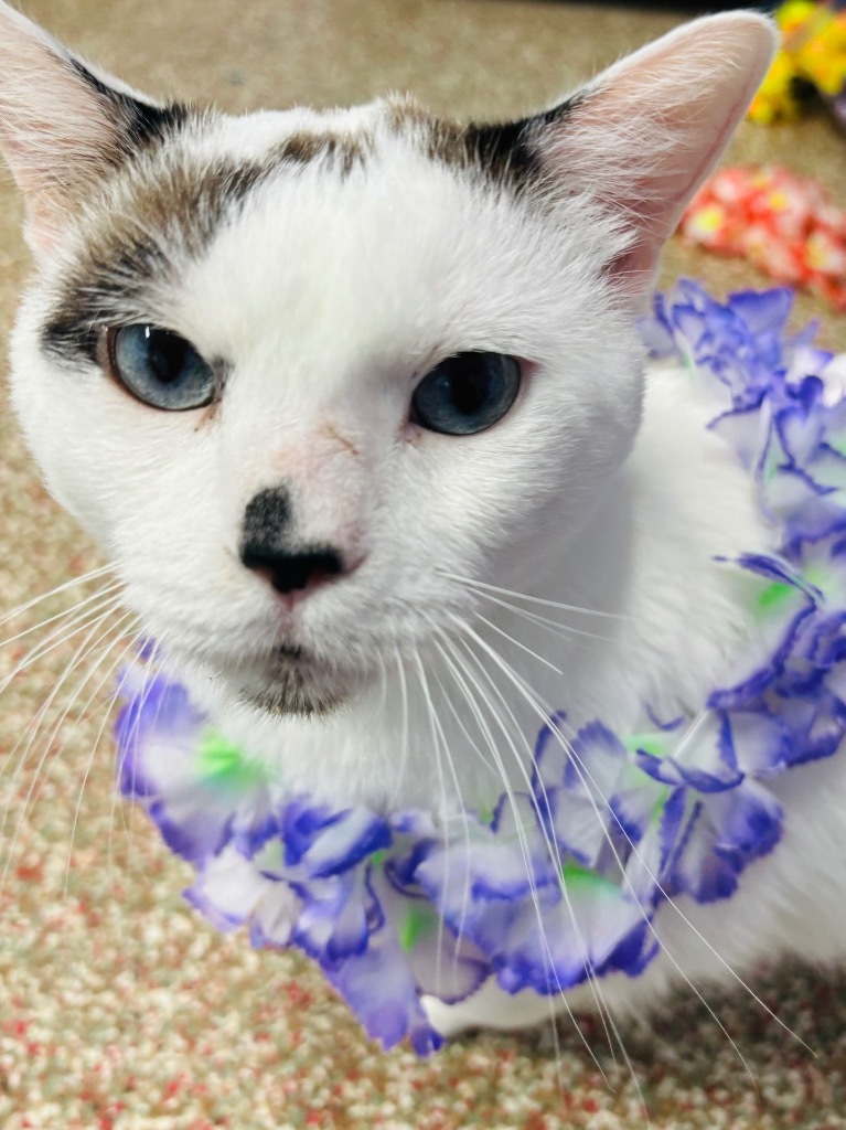 Mr Meowgi, an adoptable Siamese, Snowshoe in Fort Lauderdale, FL, 33304 | Photo Image 3