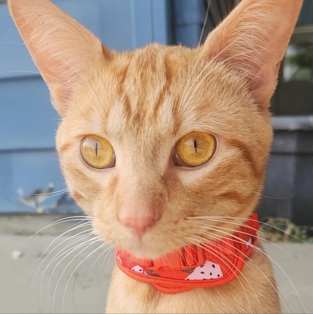 Tabasco, an adoptable Domestic Short Hair in North Battleford, SK, S9A 2M7 | Photo Image 1