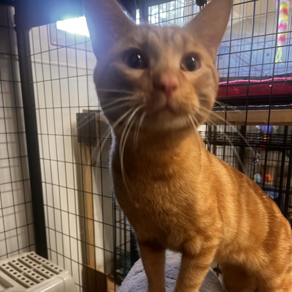 Tabasco, an adoptable Domestic Short Hair in North Battleford, SK, S9A 2M7 | Photo Image 2