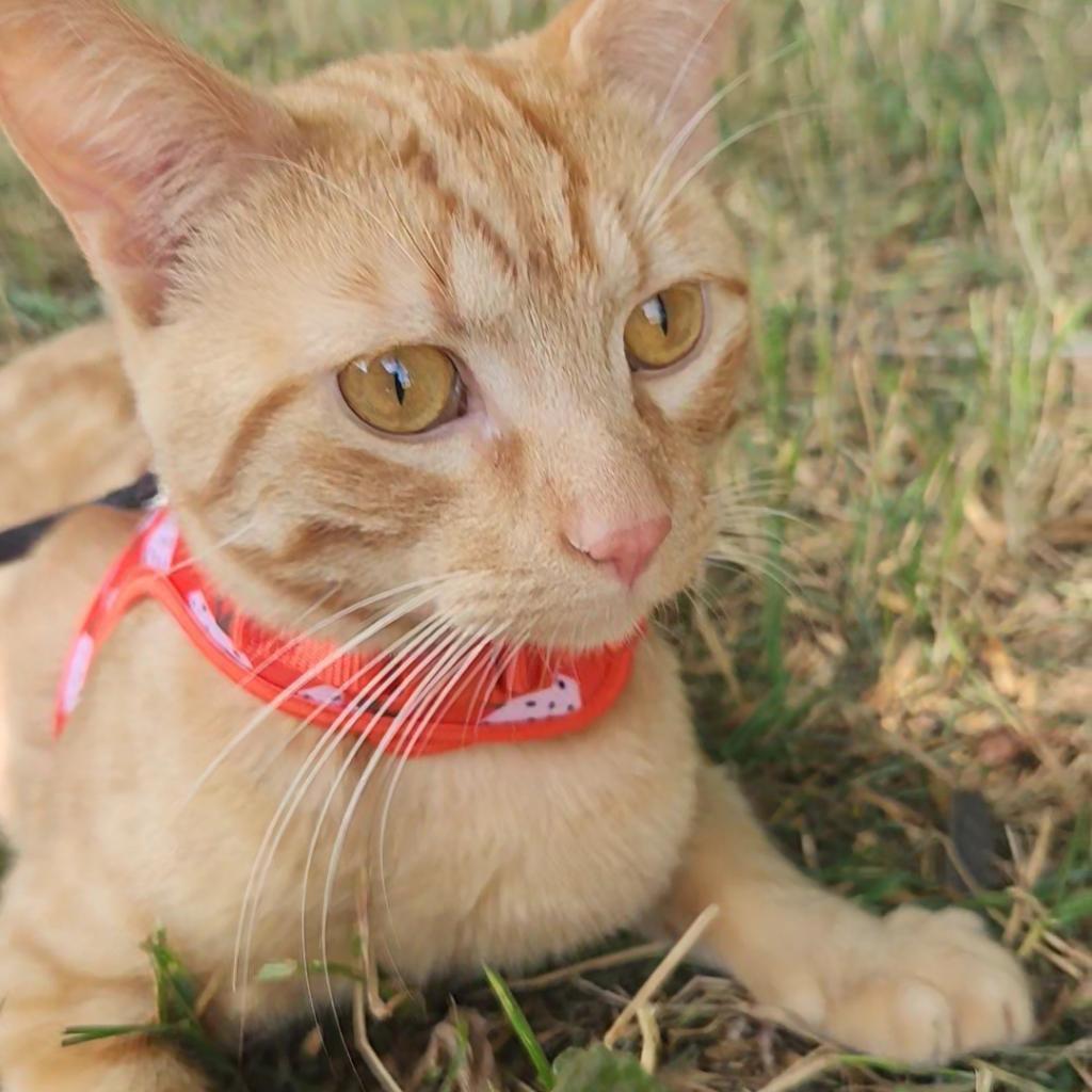 Tabasco, an adoptable Domestic Short Hair in North Battleford, SK, S9A 2M7 | Photo Image 3