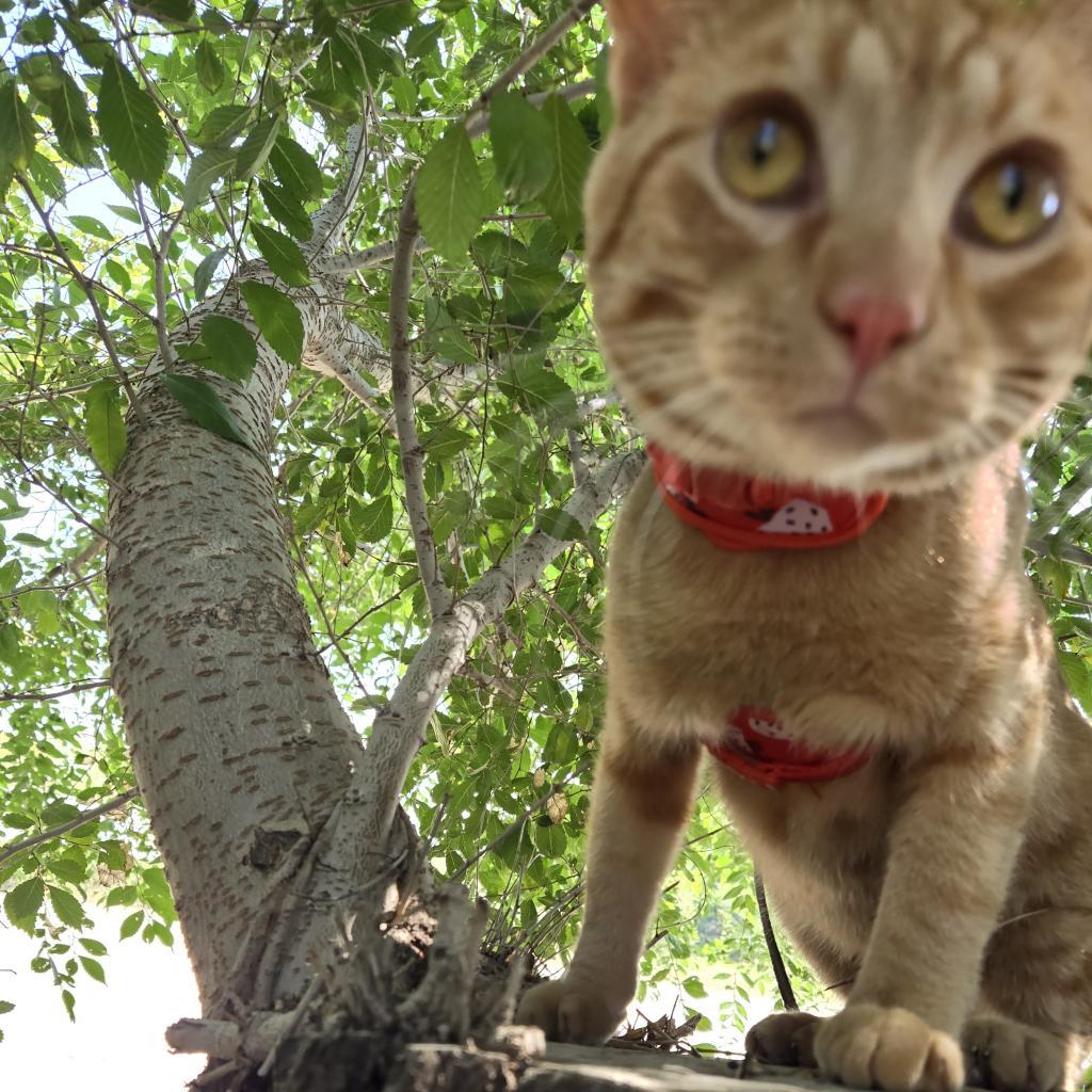 Tabasco, an adoptable Domestic Short Hair in North Battleford, SK, S9A 2M7 | Photo Image 5