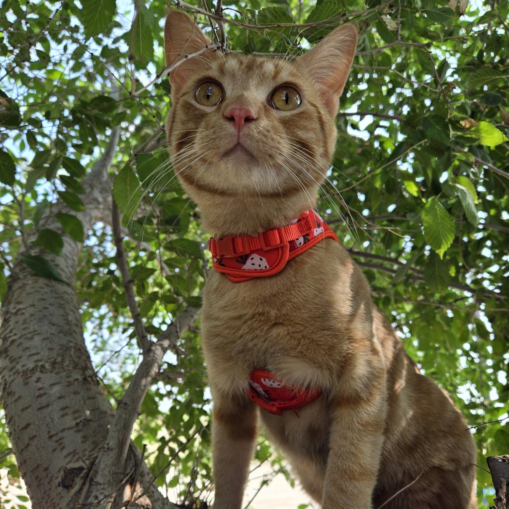 Tabasco, an adoptable Domestic Short Hair in North Battleford, SK, S9A 2M7 | Photo Image 6