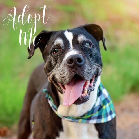 Trooper - Sweet senior, likes other dogs, cats, & potty trained! Adoption fee $0!, an adoptable Black Labrador Retriever in Flagstaff, AZ, 86004 | Photo Image 1