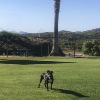 Trooper - Sweet senior, likes other dogs, cats, & potty trained! Adoption fee $0!, an adoptable Black Labrador Retriever in Flagstaff, AZ, 86004 | Photo Image 2