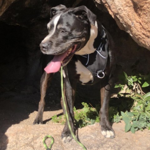 Trooper - Sweet senior, likes other dogs, cats, & potty trained! Adoption fee $0!, an adoptable Black Labrador Retriever in Flagstaff, AZ, 86004 | Photo Image 3