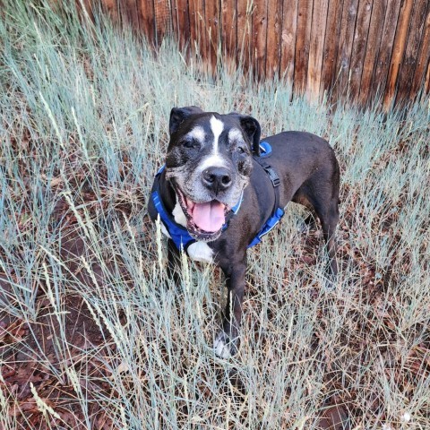 Trooper - Sweet senior, likes other dogs, cats, & potty trained! Adoption fee $0!, an adoptable Black Labrador Retriever in Flagstaff, AZ, 86004 | Photo Image 4