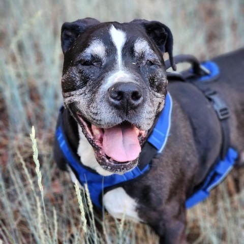 Trooper - Sweet senior, likes other dogs, cats, & potty trained! Adoption fee $0!, an adoptable Black Labrador Retriever in Flagstaff, AZ, 86004 | Photo Image 5