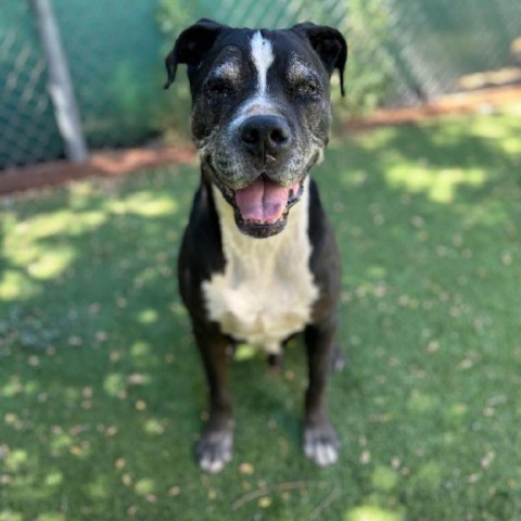 Trooper - Sweet senior, likes other dogs, cats, & potty trained! Adoption fee $0!, an adoptable Black Labrador Retriever in Flagstaff, AZ, 86004 | Photo Image 6