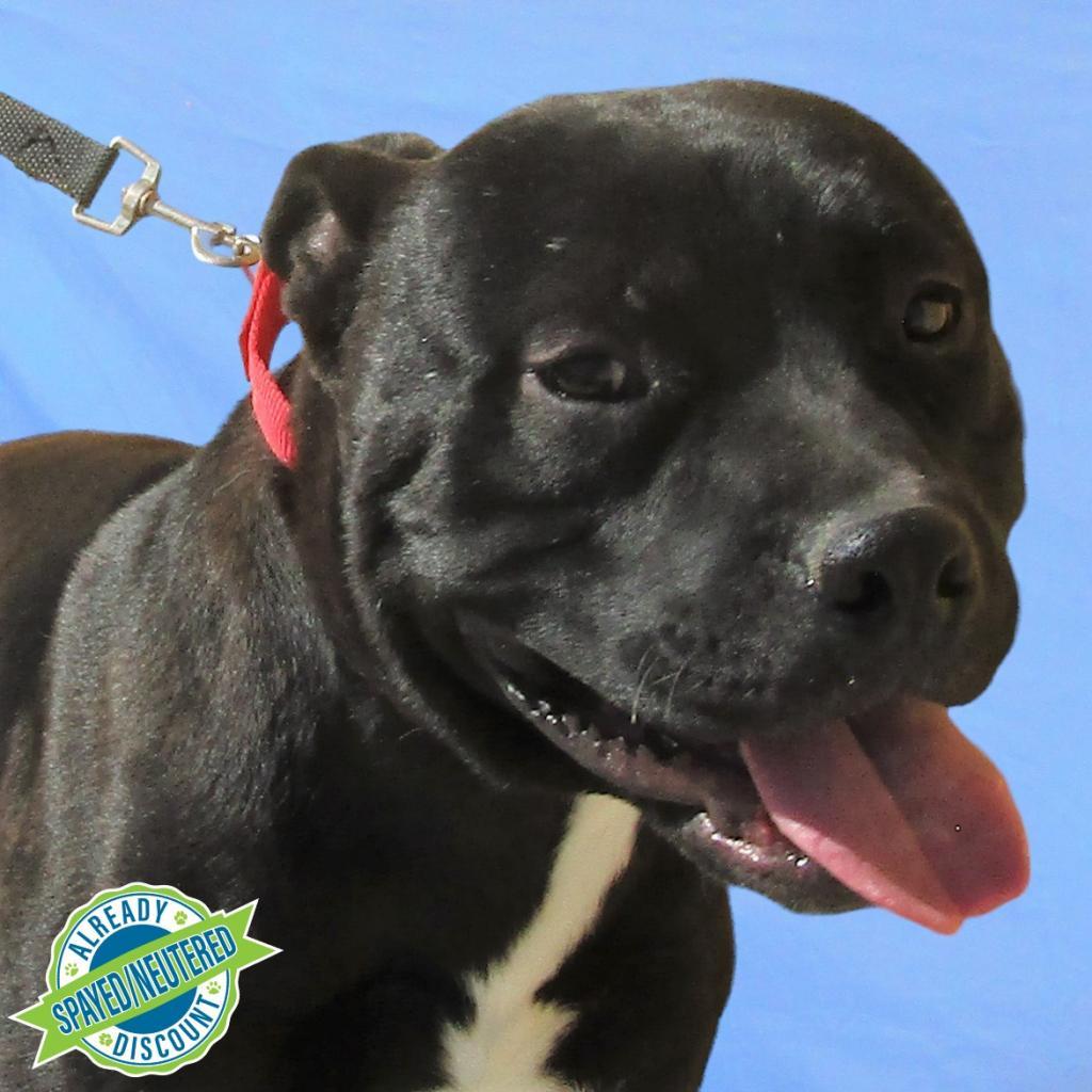 Carlos, an adoptable Mixed Breed in Las Cruces, NM, 88012 | Photo Image 1