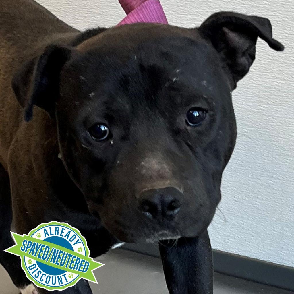 Carlos, an adoptable Mixed Breed in Las Cruces, NM, 88012 | Photo Image 2