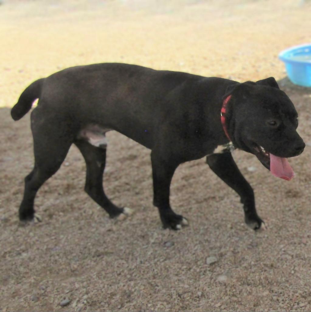 Carlos, an adoptable Mixed Breed in Las Cruces, NM, 88012 | Photo Image 4