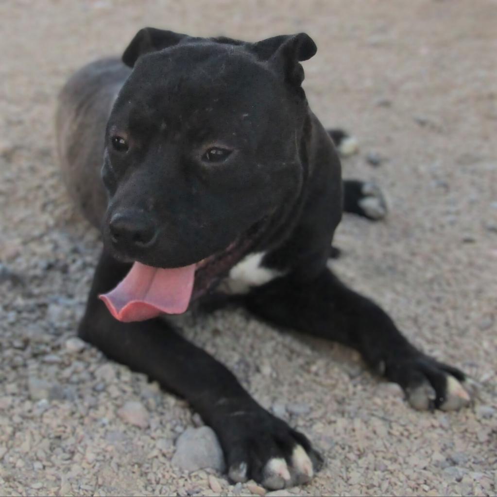 Carlos, an adoptable Mixed Breed in Las Cruces, NM, 88012 | Photo Image 6