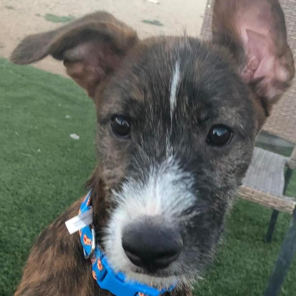 Mickey mouse aka Pete A4964764, an adoptable Schnauzer, Mixed Breed in Phoenix, AZ, 85027 | Photo Image 1