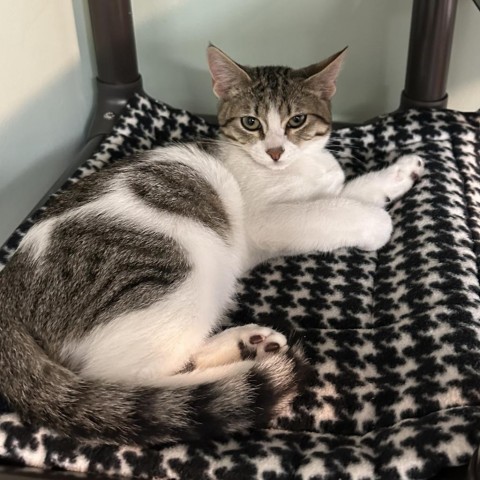 Tiger, an adoptable Domestic Short Hair in Priest River, ID, 83856 | Photo Image 1