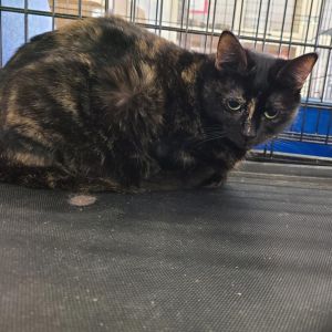 Michelle, Adult Female unknown